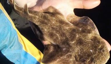 Tralee Bay names as Important Shark and Ray Area for rare species