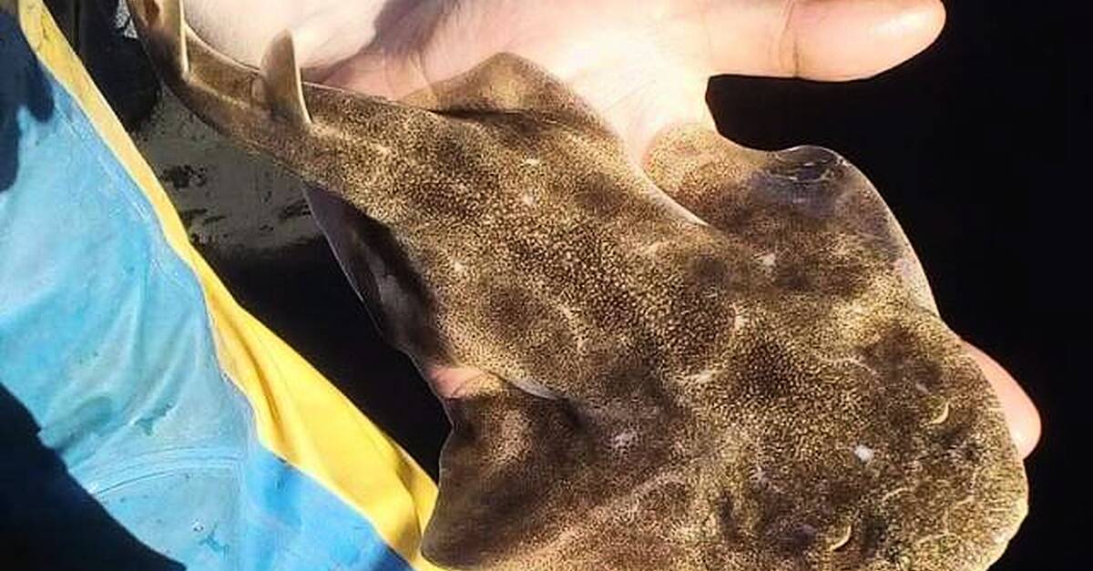 Tralee Bay names as Important Shark and Ray Area for rare species