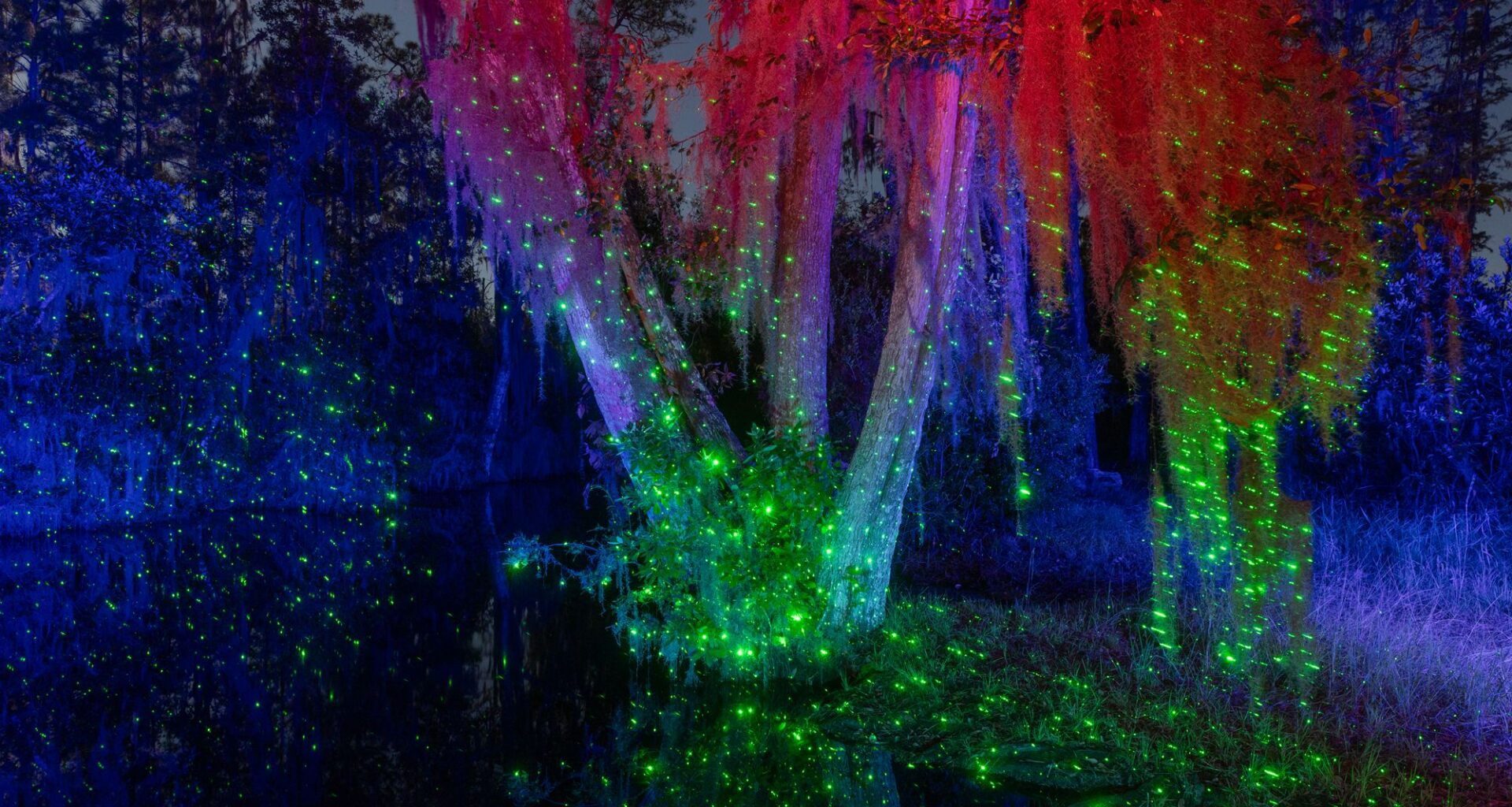 Capturing the ‘mystical’ energy of the Okefenokee Swamp