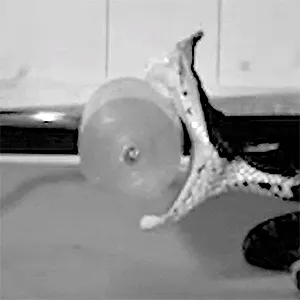 Feeding strike speed video of viper snake from two views. Sequence 1: full speed strike by Deinagkistrodon acutus (ID STV1747-0001) (1000 frames per second), completed in 0.11 seconds. Sequence 2: snake strike at 3% speed (30 frames per second). Sequence 3: two simultaneous views of snake strike from 90° (top, video 2A) and 60° (bottom, video 2B) with landmarks on snake and gel prey placed on both views. Sequence 4: landmark movement in 3D space reconstructed from two views. Credit: Monash University. Click image to watch the video.