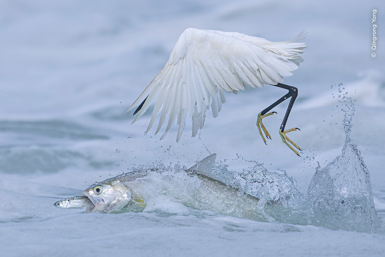 A ladyfish snatching its prey from right under this little egret&rsquo;s beak on the surface of the water.