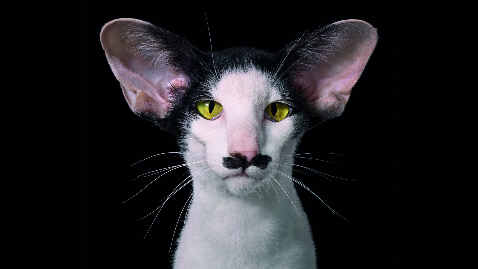 Tim Flach’s portraits of remarkable cats