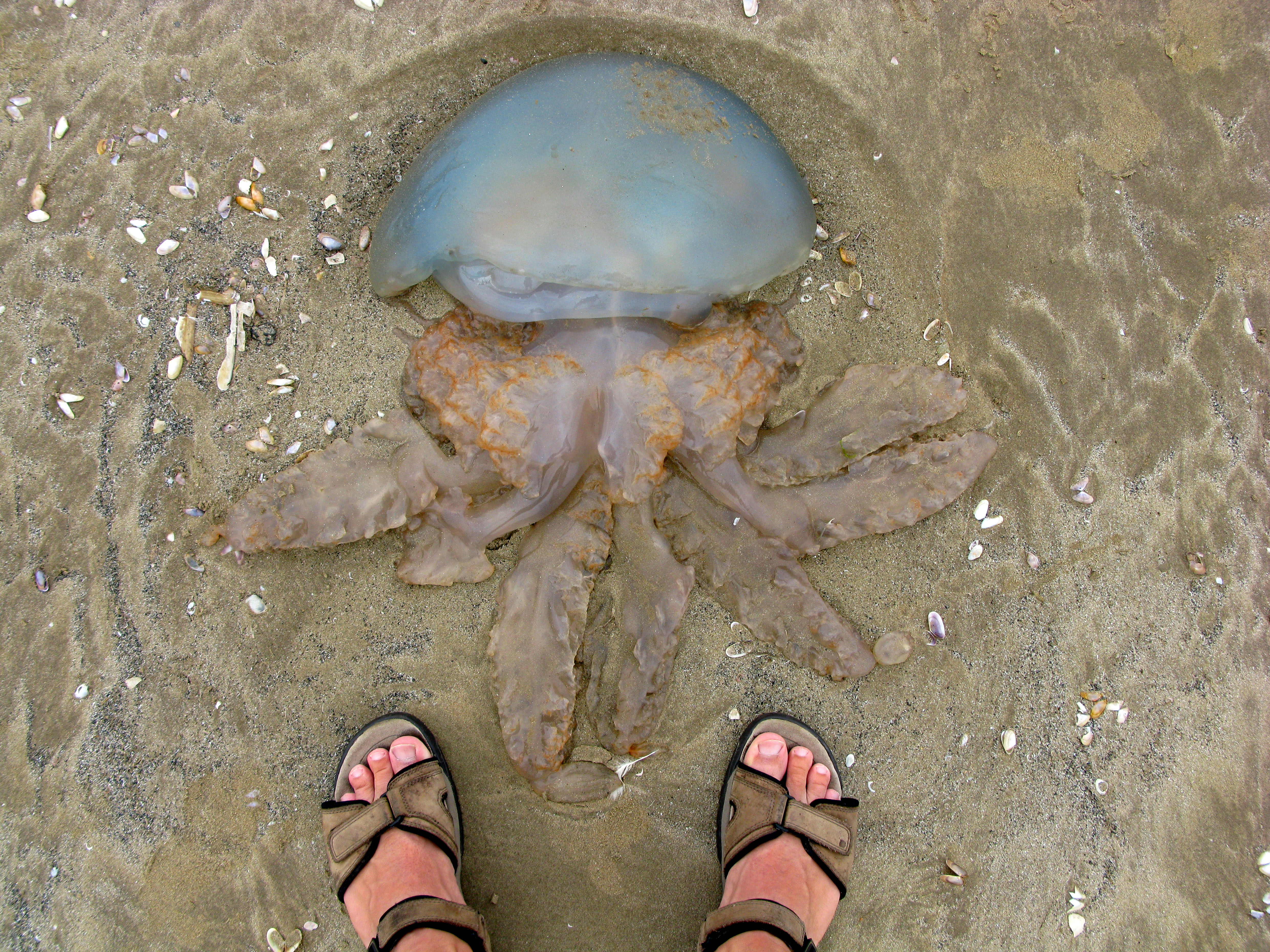 A barrel jellyfish washed up on a beach, seen from above with a person's feet in sandals at the bottom of the frame.