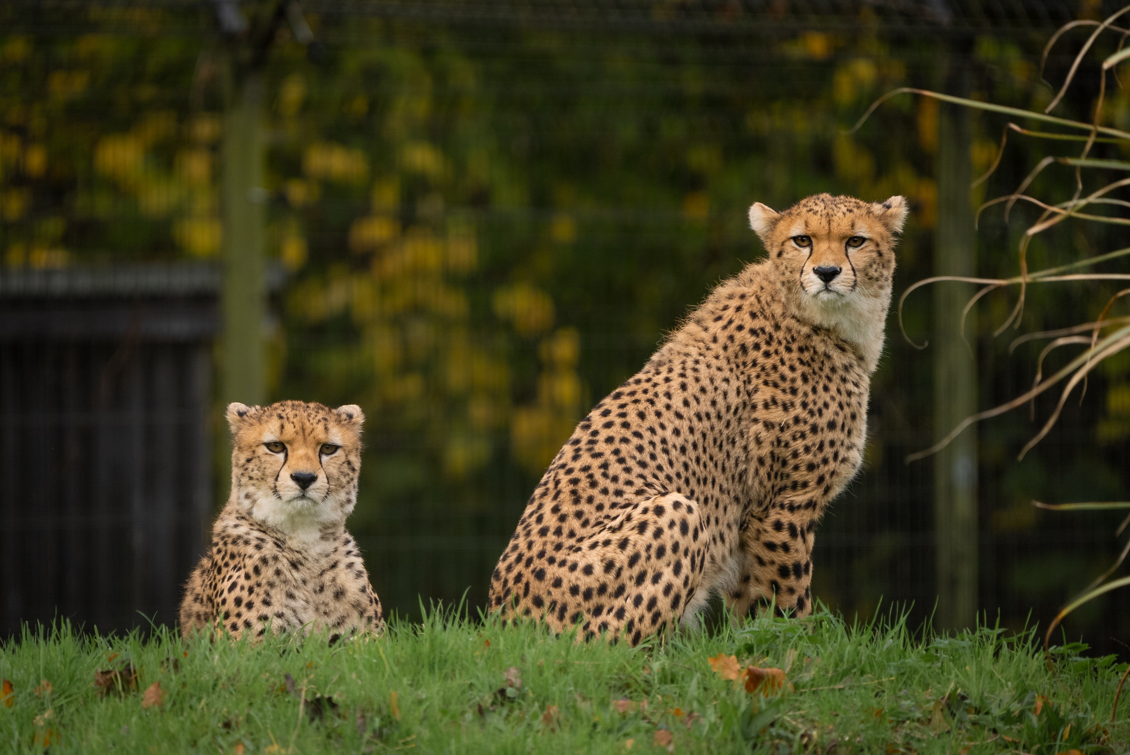 Two cheetahs sitting in grass.