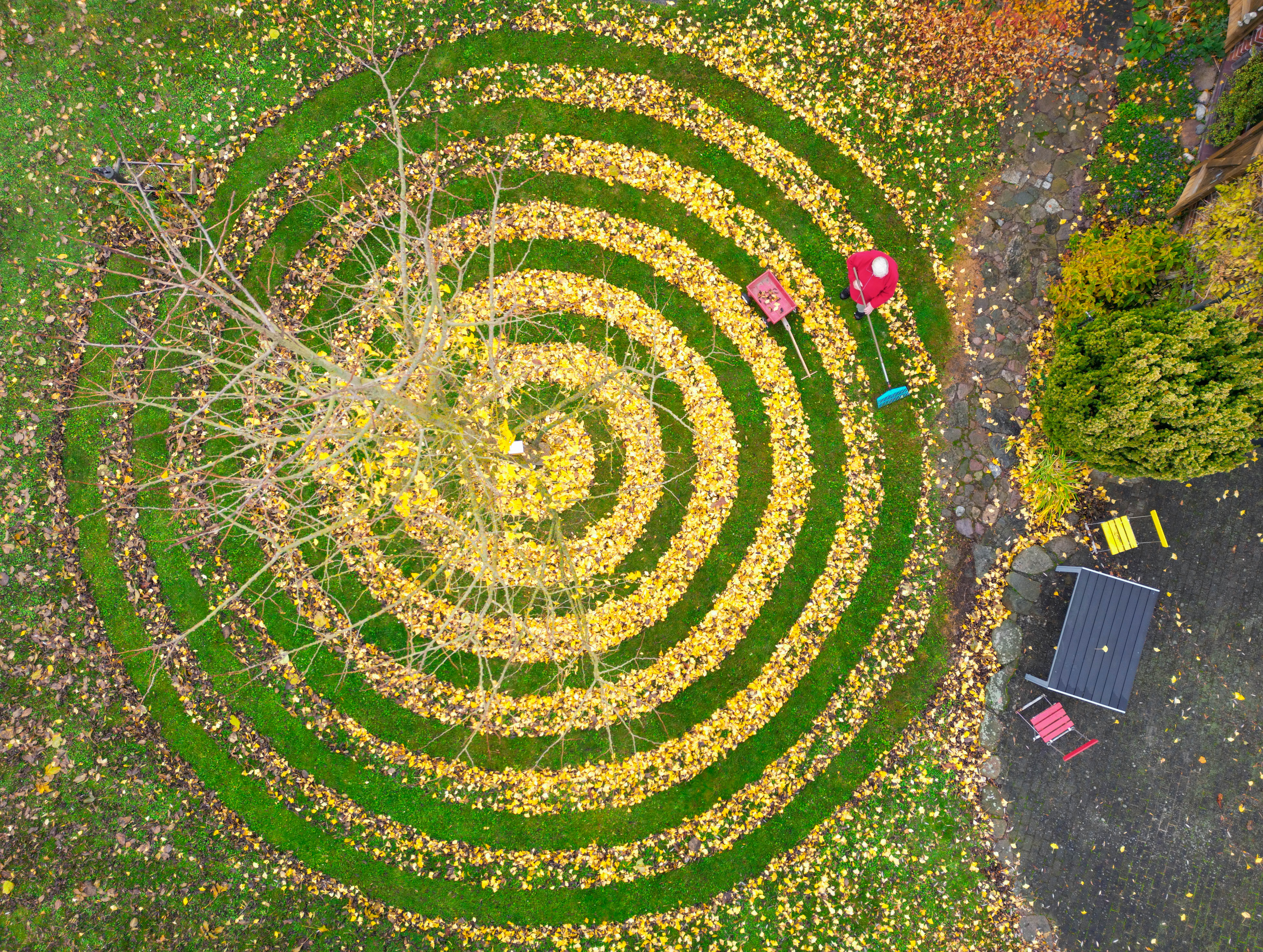Drone view of a ginkgo tree in a garden, with its yellow leaves raked into a spiral pattern on the green grass.