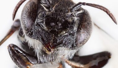 Devil in the beetails: new 'lucifer' bee discovered