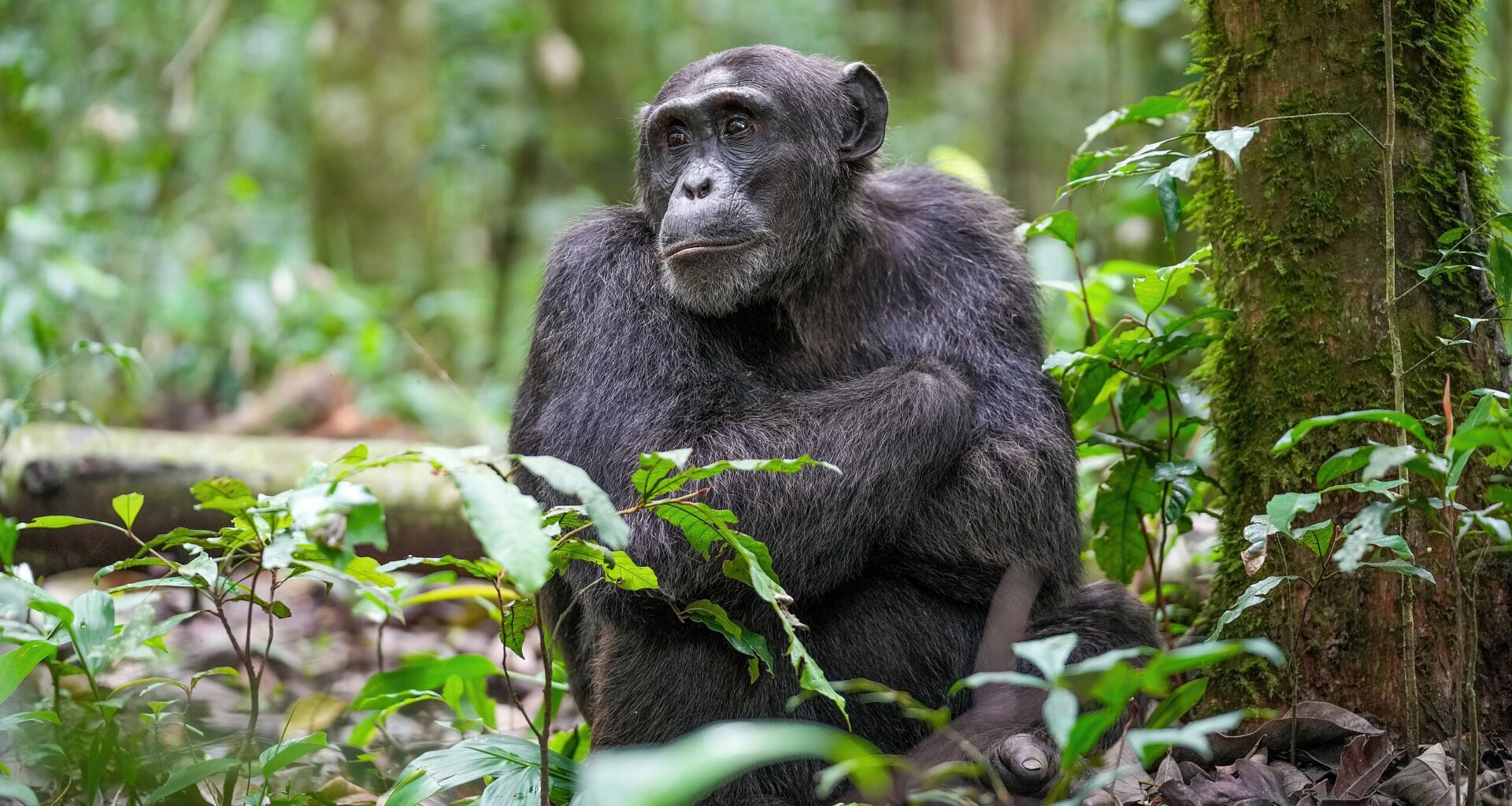 Chimps Are Rational Now, Too? War on Human Exceptionalism Goes On
