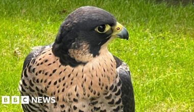 Search is on in Brantham for Chanel the missing peregrine falcon