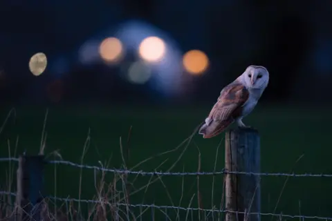 Irene Amiet A barn owl is sitting on the wooden post of a wire fence at dusk. There are faded lights behind it