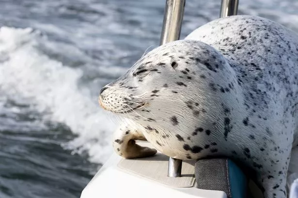 A set of mesmerizing photos shows the moment a seal leaped through the air to evade a scrump of orcas hunting it near Seattle