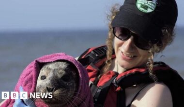 Seal spotted in River Conwy at Llanrwst and Betws-y-Coed