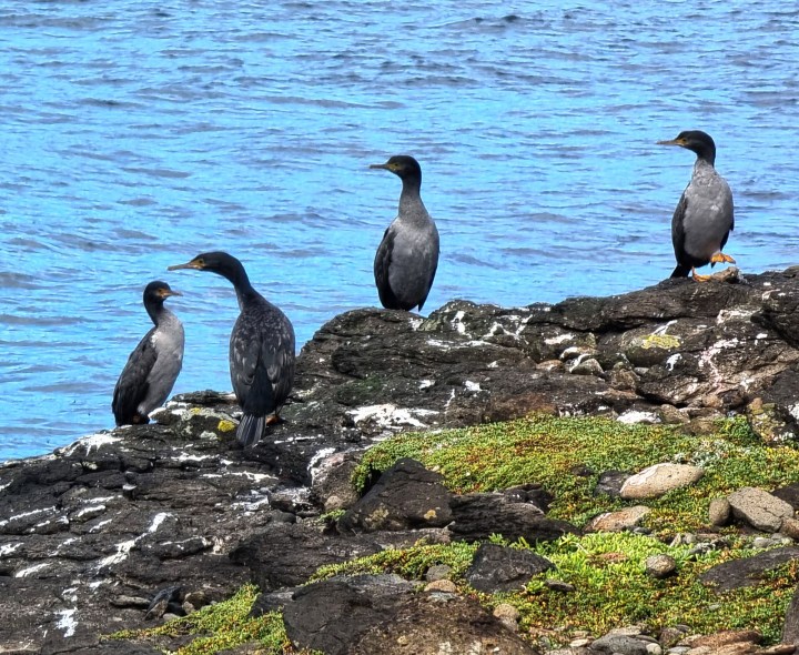 Readers’ wildlife photos – Why Evolution Is True