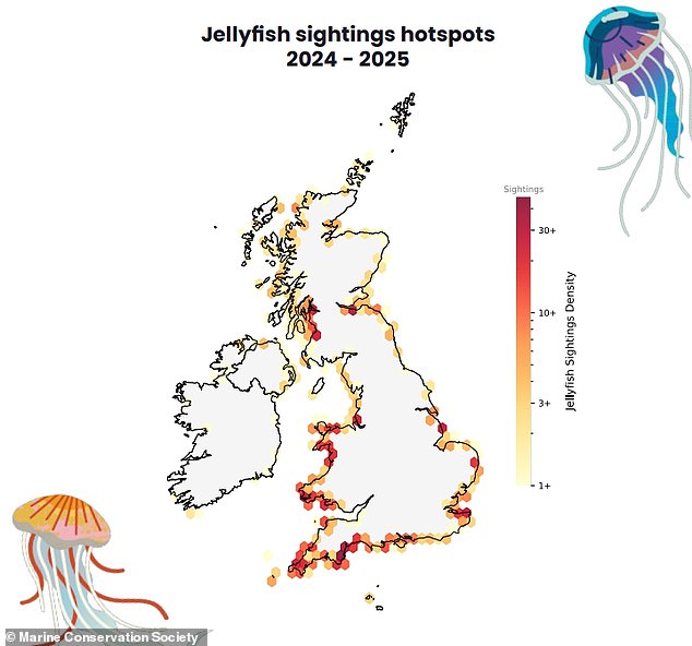 Jellyfish are present throughout UK seas, with large blooms of most species appearing in the spring and lasting through to autumn
