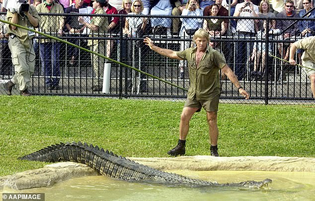 Known as 'Old Faithful', the four-metre creature has been rehomed to Australia Zoo, after being dubbed 'unreleasable' and a 'danger' to tourists in Far North Queensland. Pictured: Steve Irwin photographed in 2003 at Australia Zoo