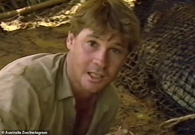 A crocodile that was once captured in the 1990s - and later released - by the late conservationist Steve Irwin has been returned to his family's zoo in Queensland. Pictured: Australia Zoo shared a throwback video from the 1990s of Steve rescuing the croc