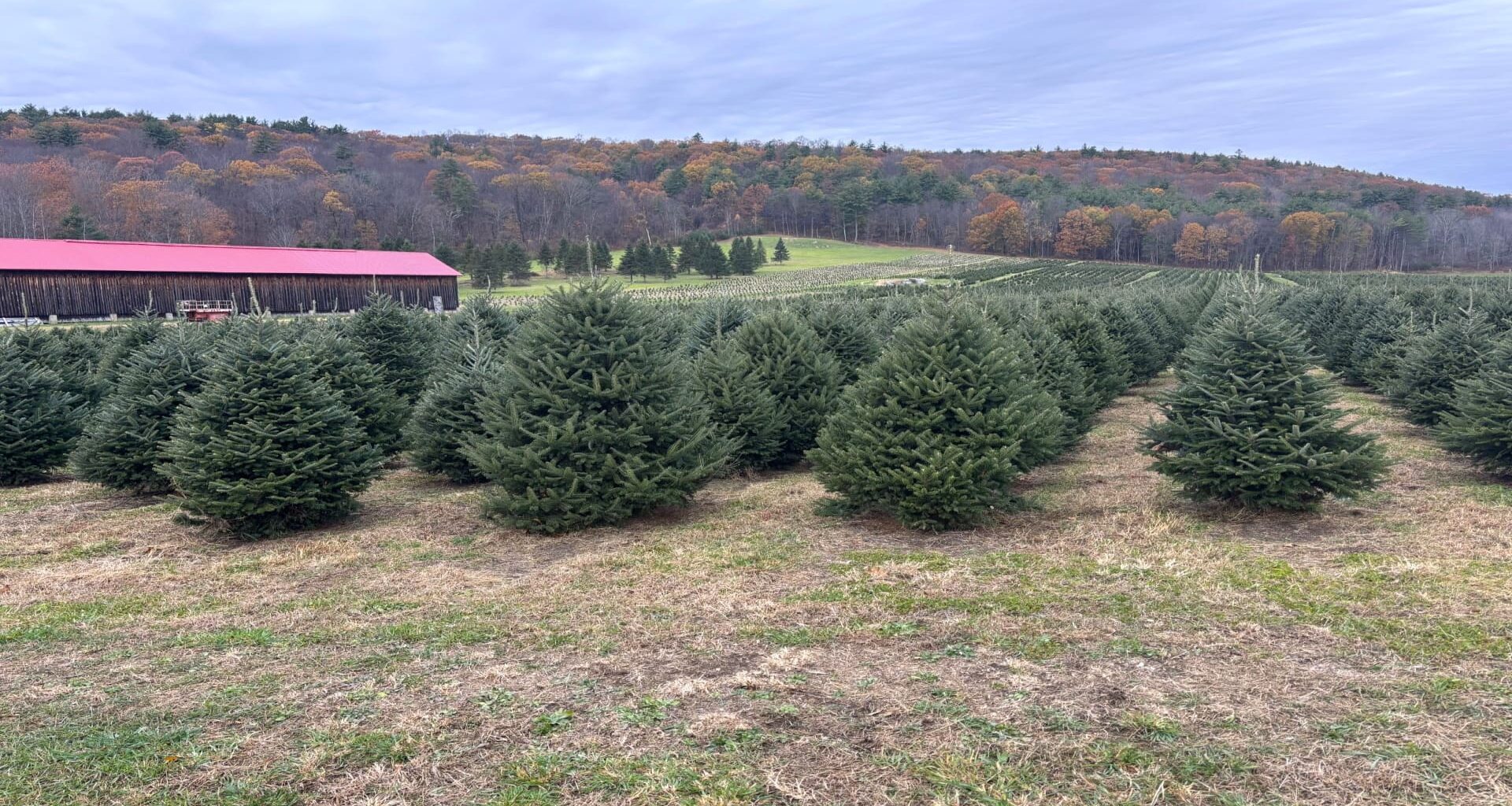 72-year-old runs a Christmas tree farm with son—how they prepare for the holidays