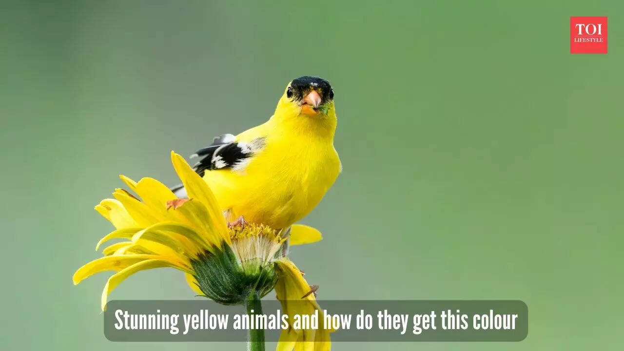 ​7 most breathtaking yellow animals and what gives them this colour