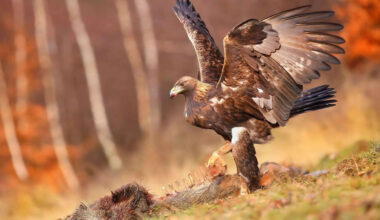 Meet the eagles with the biggest wingspans on Earth