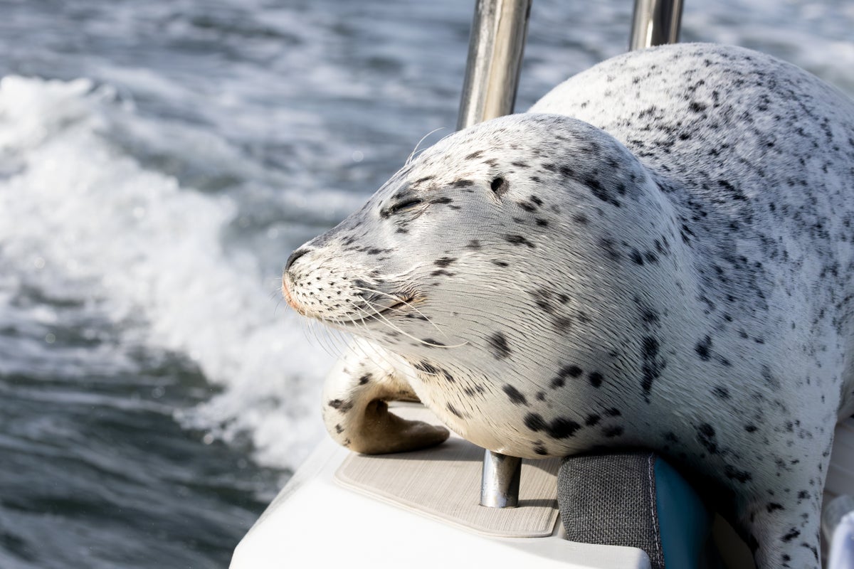 Photographer captures amazing moment seal jumps on her boat to escape killer whales