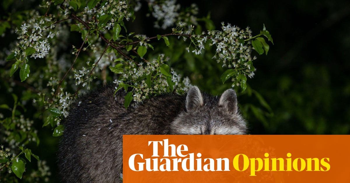 Are raccoons – AKA trash pandas – really evolving into cute pets? One theory says yes | Helen Pilcher