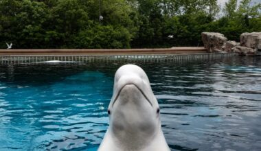 In Canada, Marineland threatens to euthanize its beluga whales