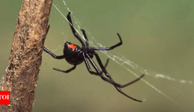 Male vs female black widow spiders: How to tell them apart and why females dominate |