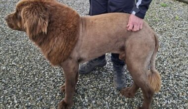 Mystery of ‘lion’ spotted in Co Clare solved