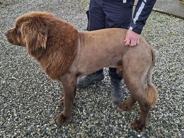 Mystery of ‘lion’ spotted in Co Clare solved