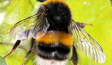 Nature Trail: Should genetically distinct forms of bumblebee be conserved to keep them pure and different?