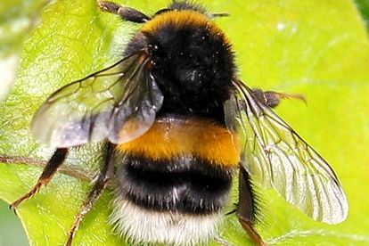Nature Trail: Should genetically distinct forms of bumblebee be conserved to keep them pure and different?