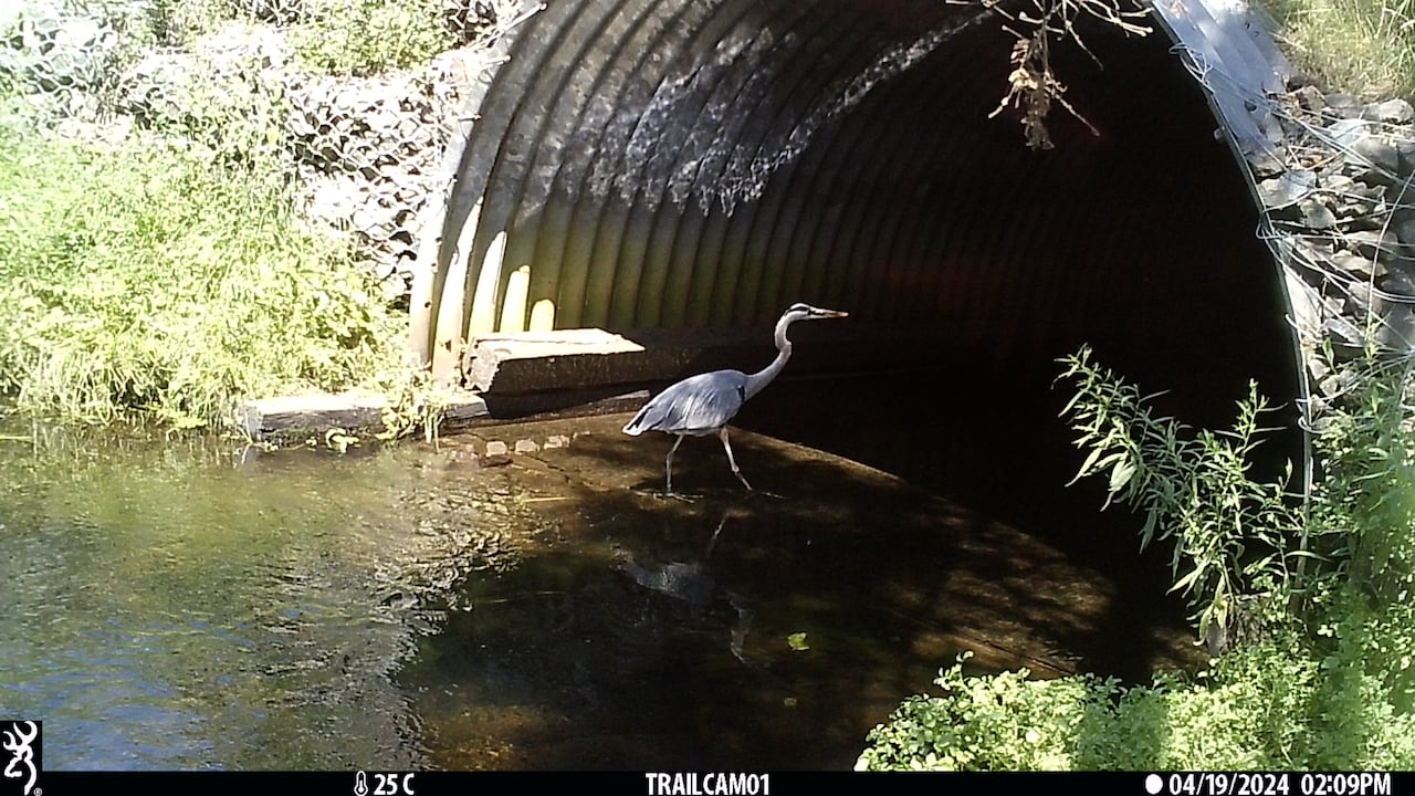 A great blue heron standing in the water near a culvert.