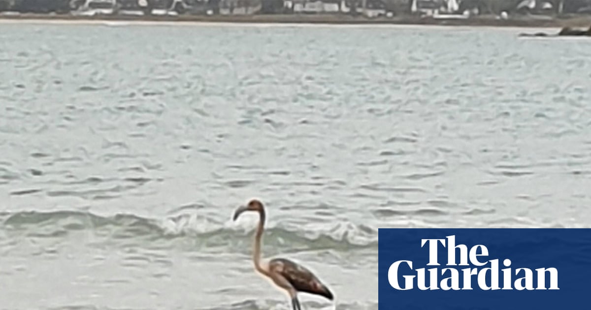 Frankie the missing flamingo ‘spotted’ 100 miles from Cornwall in Brittany | Cornwall