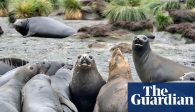 Fears for elephant seals as bird flu kills half of population in South Atlantic | Bird flu