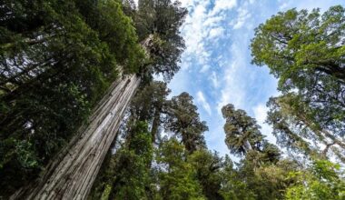 This Ancient Cypress Tree Has Lived Through 5 Ice Ages—And Is Still Growing Today