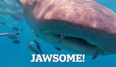 Shark "swallows" diver's camera in Maldives waters