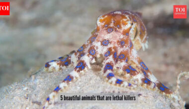 ​5 lethal killer animals that are an example of predators behind beauty