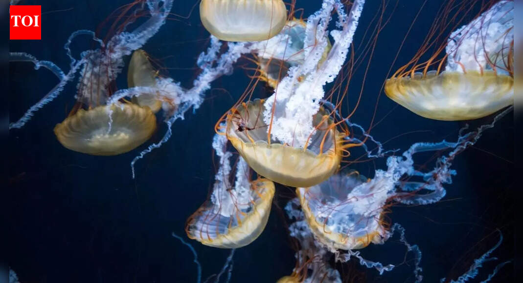 5 animals that survive without a brain