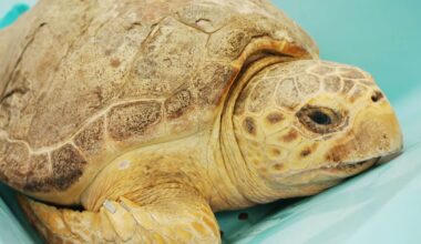 Loggerhead turtle released back into ocean after surviving 10-pound tumor removal