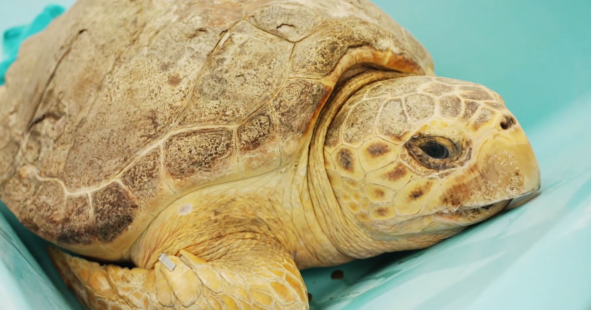 Loggerhead turtle released back into ocean after surviving 10-pound tumor removal