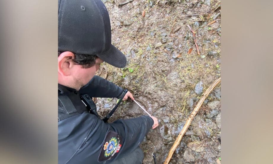 An officer measures a wildlife paw print in the mud