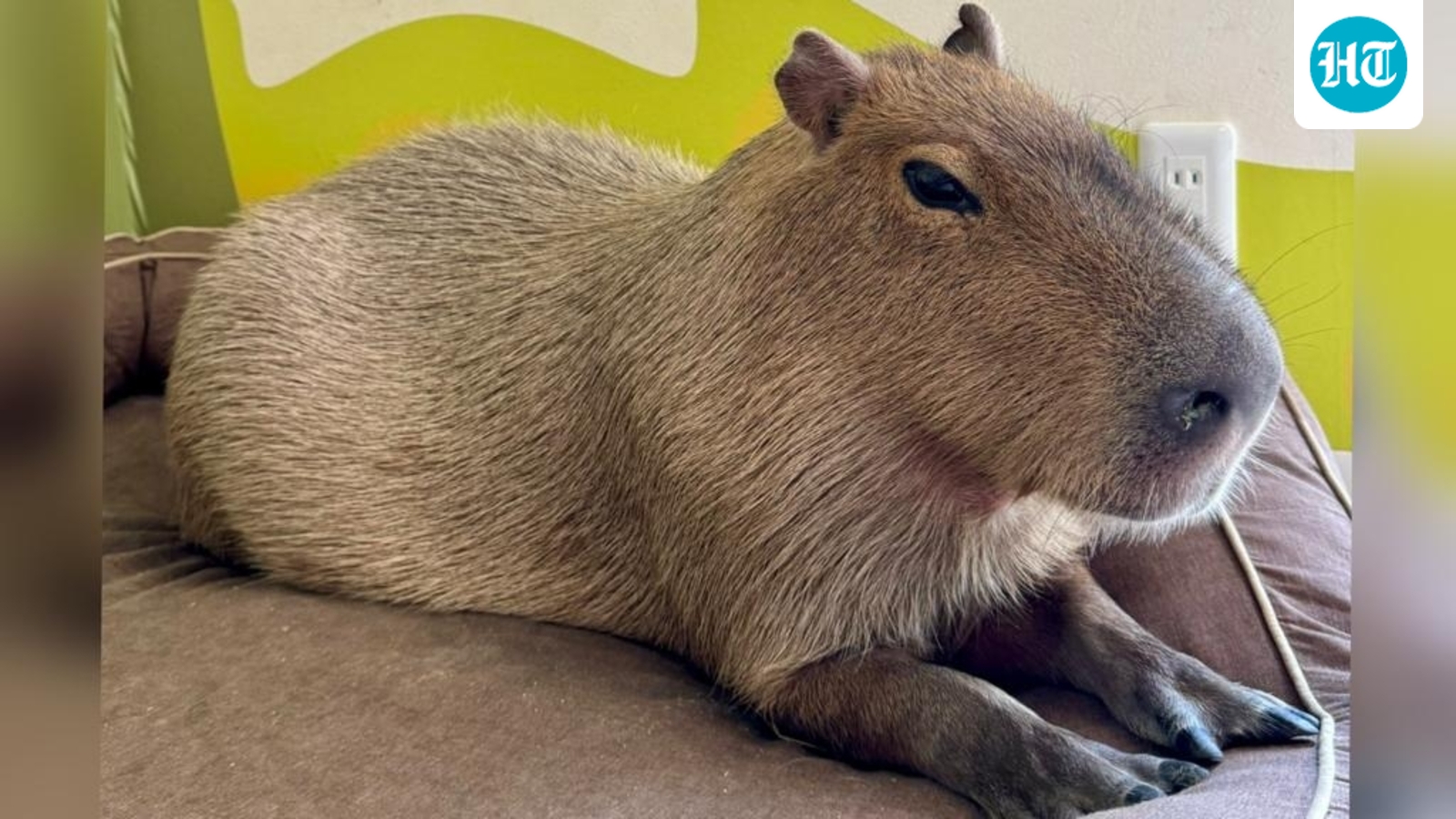 What has webbed feet, a big snout and is adored on the internet?