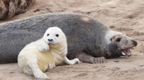 PA Media A white seal pup leaning into its mother on the beach of the Farne Islands.