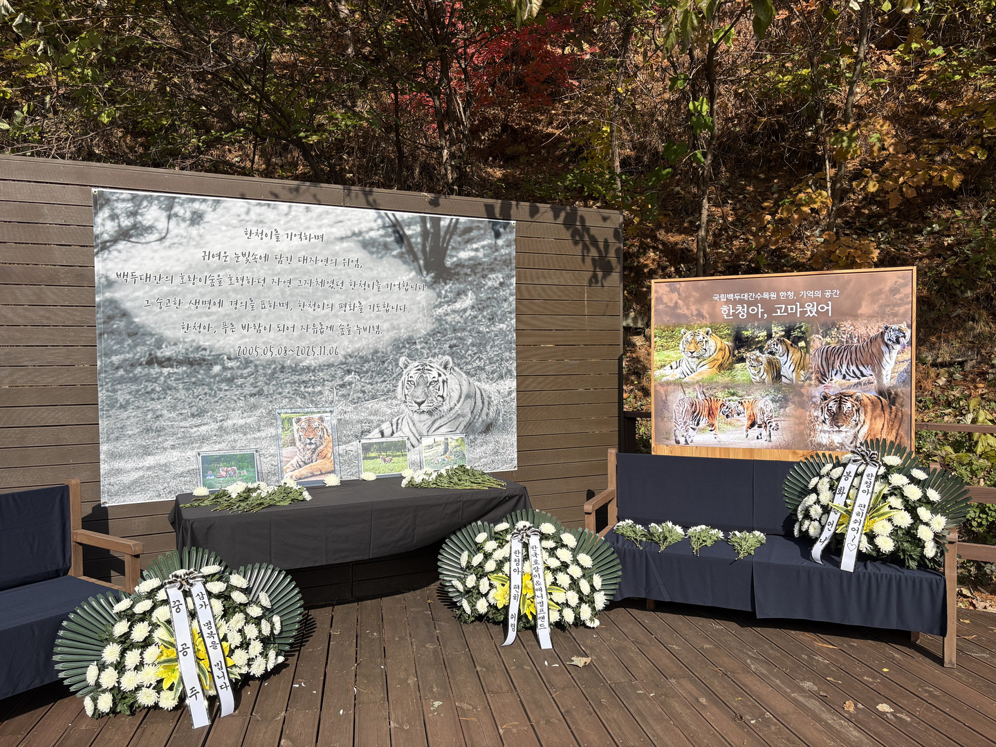 A memorial is set up for tiger Hancheong, born in 2005, after her death at the Baekdudaegan National Arboretum in Bonghwa, North Gyeongsang, on Nov. 6. [BAEKDUDAEGAN NATIONAL ARBORETUM]