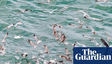 Country diary: Feeding frenzies really live up to their name | Fish