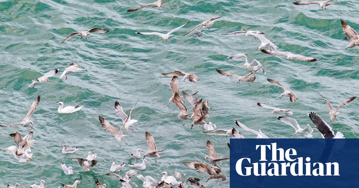 Country diary: Feeding frenzies really live up to their name | Fish