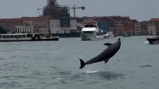 Venice’s daring dolphin at risk from tourist boats
