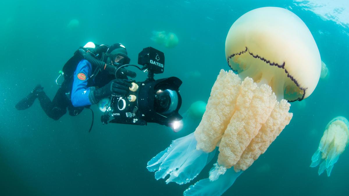 Giant frilly-mouthed jellyfish surge around British coastline