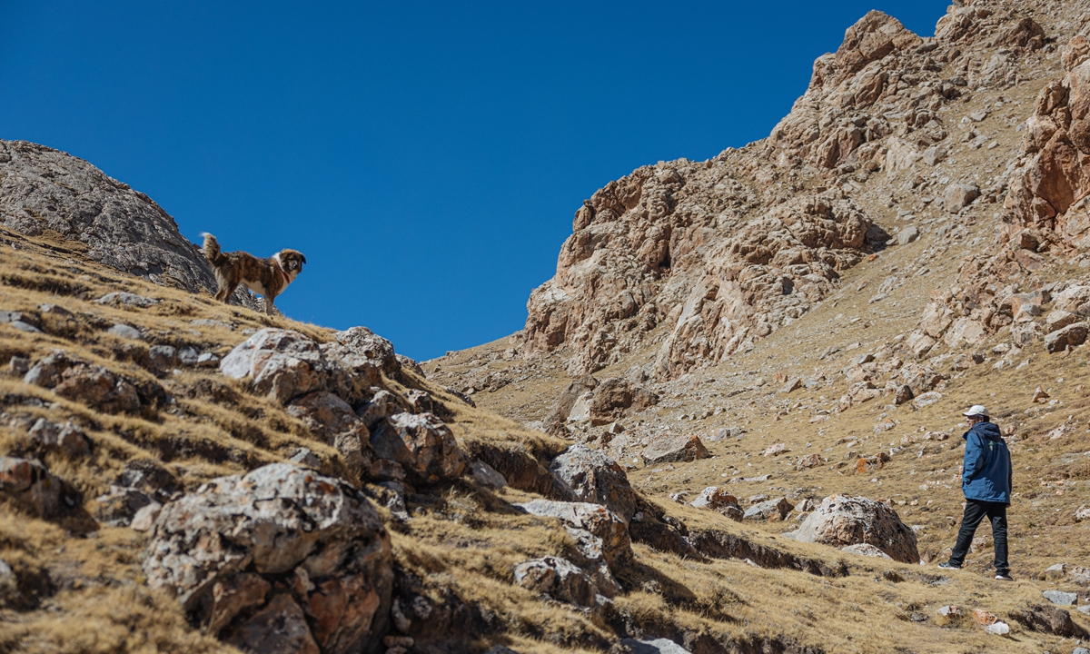 Adro Drakpa Dorje patrols the mountains of Sokya Township in Zhidoi county of Yushu Tibetan Autonomous Prefecture, Qinghai in October 2025. Photo: Li Hao/GT
