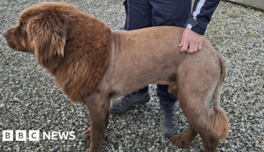 The County Clare lion which was actually a 'Mouse'