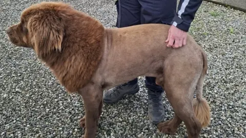 An Garda Síochána Clare A photo of Mouse, a large brown Newfoundland dog. His coat is shaved and thicker from the neck to head and at the bottom of his tail. He is being petted by a police officer outside. 